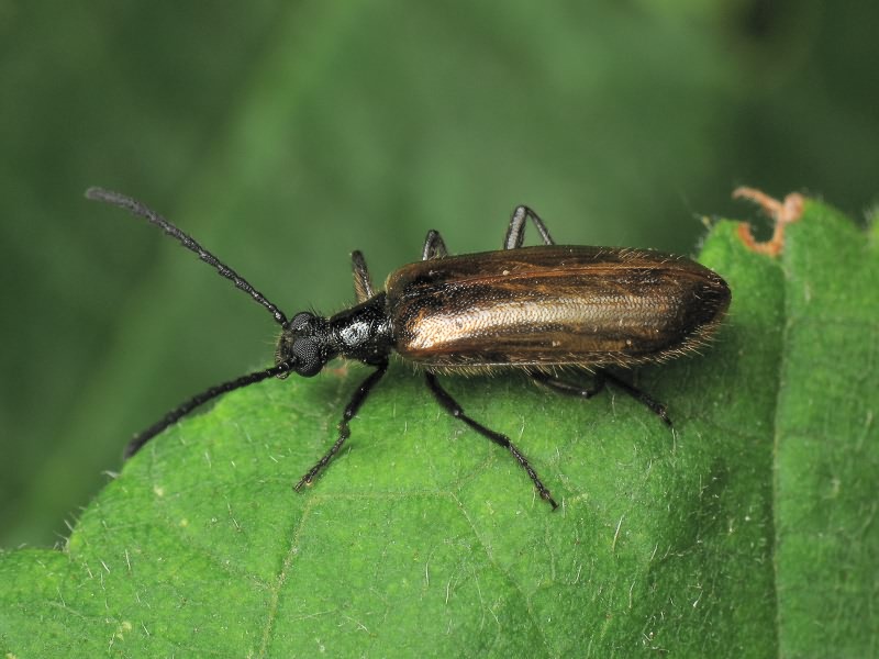 Lagria hirta (Linnaeus, 1758)